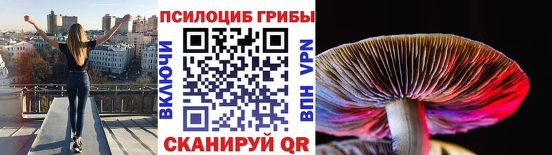 Псилоцибиновые грибы Cubensis Протвино